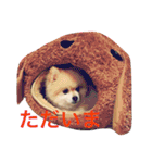 ポメポメスタンプ（個別スタンプ：15）