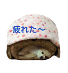 ポメポメスタンプ（個別スタンプ：18）