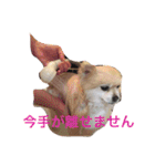 ポメポメスタンプ（個別スタンプ：20）
