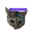 我が家のゆずです。（個別スタンプ：2）