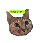 我が家のゆずです。（個別スタンプ：3）