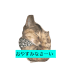 我が家のゆずです。（個別スタンプ：4）
