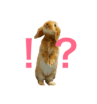 たれ耳うさぎチロル（個別スタンプ：7）