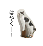目ヂカラ猫のくー3（個別スタンプ：2）