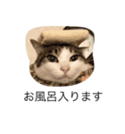 目ヂカラ猫のくー3（個別スタンプ：5）