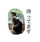 目ヂカラ猫のくー3（個別スタンプ：6）