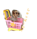 ヨーキー♡ららのhappylife（個別スタンプ：9）