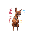 ディディー兄弟(ミニチュアピンシャー)（個別スタンプ：3）