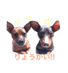 ディディー兄弟(ミニチュアピンシャー)（個別スタンプ：4）