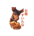 ディディー兄弟(ミニチュアピンシャー)（個別スタンプ：13）