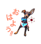 ディディー兄弟(ミニチュアピンシャー)（個別スタンプ：14）