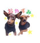 ディディー兄弟(ミニチュアピンシャー)（個別スタンプ：16）