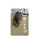 うちのぷー（個別スタンプ：1）