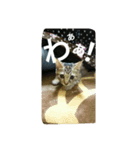 うちのぷー（個別スタンプ：2）