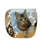 うちのぷー（個別スタンプ：6）