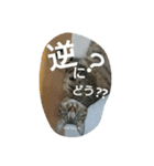うちのぷー（個別スタンプ：8）