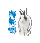 My rabbit A-Bang（個別スタンプ：3）