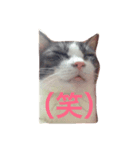 ノアちゃんのスタンプ（個別スタンプ：6）