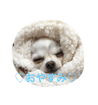 エルジュリシュガー（個別スタンプ：2）