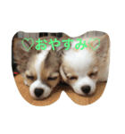 エルジュリシュガー（個別スタンプ：3）
