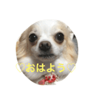 エルジュリシュガー（個別スタンプ：8）