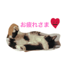 しょーみーステッカー2（個別スタンプ：5）