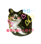 しょーみーステッカー2（個別スタンプ：8）