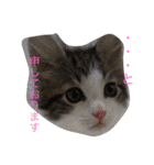 ノルウェージャン（個別スタンプ：1）