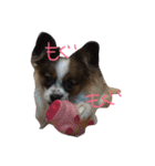 こぼうちゃん（個別スタンプ：1）