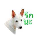 Lucky Krub（個別スタンプ：5）
