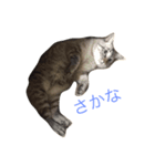 ととにゃん（個別スタンプ：4）