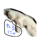 ミケネコの吹き出し（個別スタンプ：2）