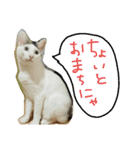 ミケネコの吹き出し（個別スタンプ：3）