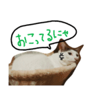 ミケネコの吹き出し（個別スタンプ：4）