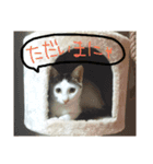 ミケネコの吹き出し（個別スタンプ：12）