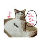 ミケネコの吹き出し（個別スタンプ：15）