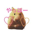 キンクマハムスター ちゃっぴー（個別スタンプ：1）