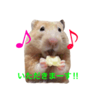 キンクマハムスター ちゃっぴー（個別スタンプ：5）
