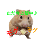 キンクマハムスター ちゃっぴー（個別スタンプ：6）