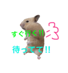 キンクマハムスター ちゃっぴー（個別スタンプ：8）