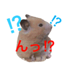 キンクマハムスター ちゃっぴー（個別スタンプ：9）