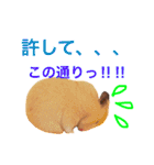 キンクマハムスター ちゃっぴー（個別スタンプ：11）