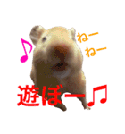 キンクマハムスター ちゃっぴー（個別スタンプ：13）