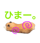 キンクマハムスター ちゃっぴー（個別スタンプ：14）