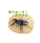 ノコギリクワガタの気持ち（個別スタンプ：6）