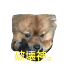 かつおくん2（個別スタンプ：6）