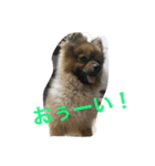 かつおくん2（個別スタンプ：10）