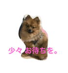 かつおくん2（個別スタンプ：11）