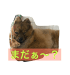 かつおくん2（個別スタンプ：12）