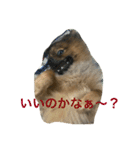 かつおくん2（個別スタンプ：14）